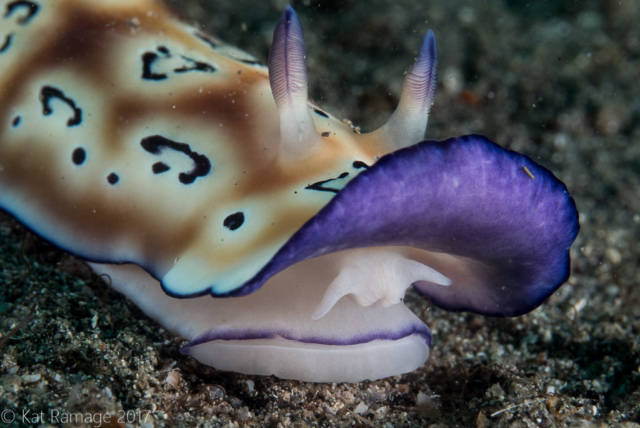 Mucky Pirates Bay, Pemuteran, Bali, Indonesia, nudibranch