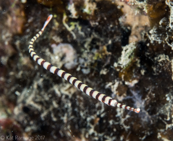 Mucky Pirates Bay, Pemuteran, Bali, Indonesia, Pipefish