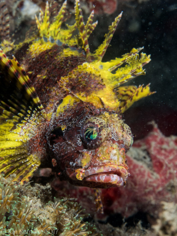 Mucky Pirates Bay, Pemuteran, Bali, Indonesia, short-fin lionfish