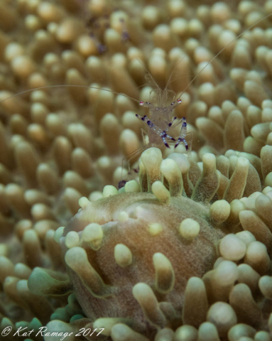 Underwater photography, cleaner shrimp, Napoleon Reef, Pemuteran, Bali, Indonesia