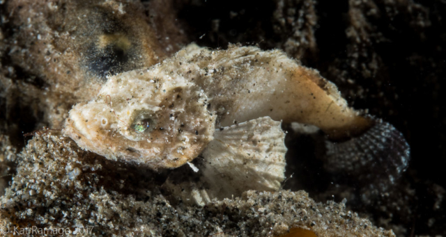 Mucky Pirates Bay, Pemuteran, Bali, Indonesia, scorpionfish