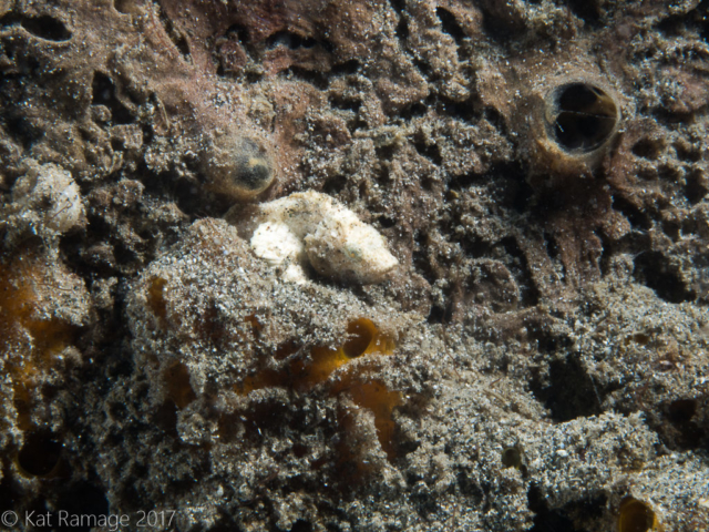 Mucky Pirates Bay, Pemuteran, Bali, Indonesia, Scorpionfish