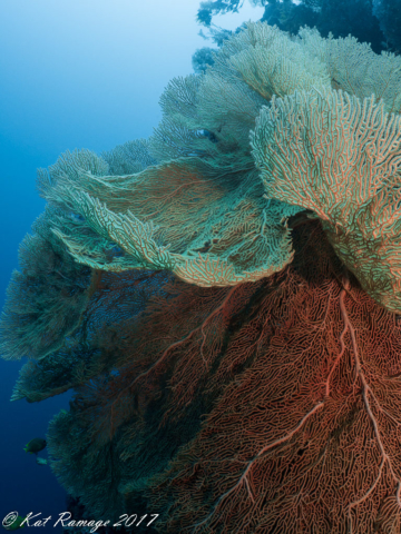 Underwater photo, sea fans on the wall at Dreamland, Menjangan, Bali, Indonesia