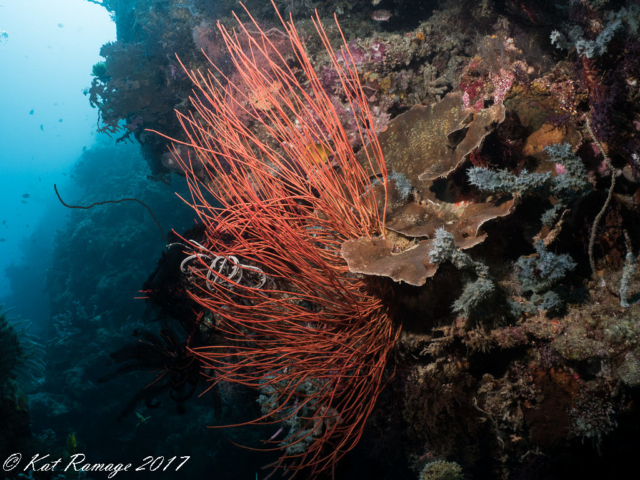 Underwater photo, red whip coral, Dreamland, Menjangan, Bali, Indonesia