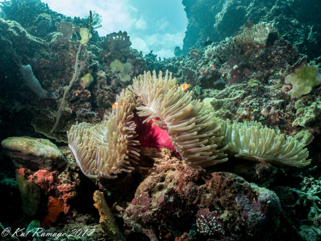 Underwater photo, anemone with anemonefish, Dreamland, Menjangan, Bali, Indonesia