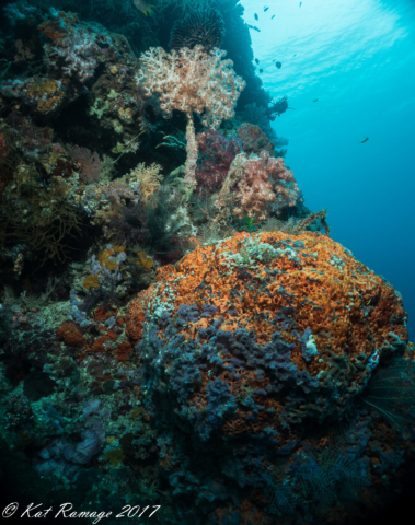 Underwater photo, orange sponge, soft coral, Pos II, Menjangan, Bali, Indonesia