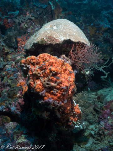 Underwater photo, orange sponge, Pos II, Menjangan, Bali, Indonesia