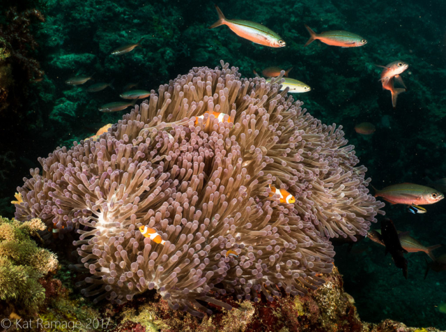 Box Reef, Menjangan, Bali, Indonesia, purple anemone with false clownfish