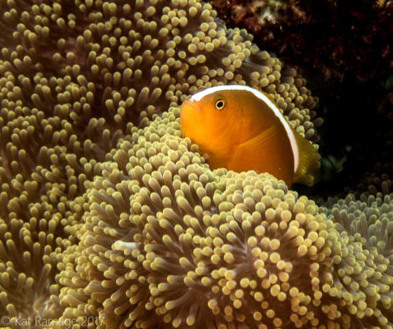 Mangrove, Menjangan, Bali, Indonesia, orange anemonefish