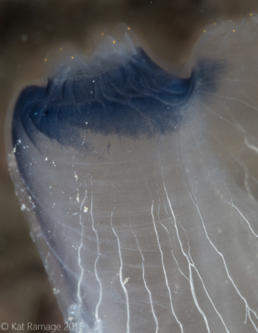 Mucky Pirates Bay, Pemuteran, Bali, Indonesia, tunicate