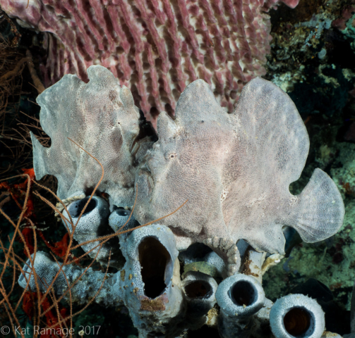 Giant frogfish, Eel Garden, Menjangan, Bali, Indonesia, Underwater photo