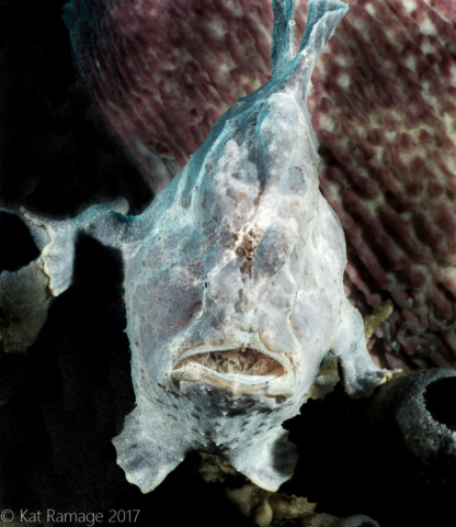 Giant frogfish, Eel Garden, Menjangan, Bali, Indonesia, Underwater photo