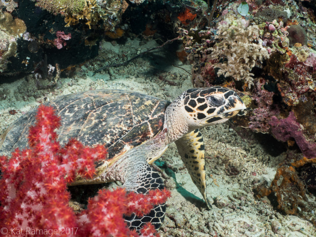 Hawksbill turtle, Eel Garden, Menjangan, Bali, Indonesia, Underwater photo