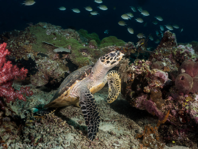 Hawksbill turtle, Eel Garden, Menjangan, Bali, Indonesia, Underwater photo