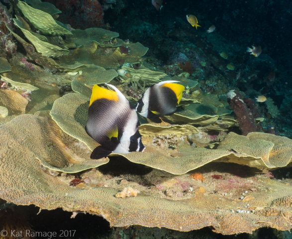 Singular bannerfish, Underwater Cave, Menjangan, Bali, Indonesia, Underwater photo