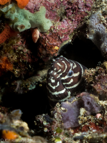 Zebra moray eel, Underwater Cave, Menjangan, Bali, Indonesia, Underwater photo