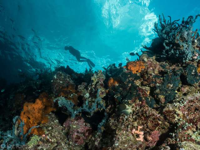 Snorkeler, Underwater Cave, Menjangan, Bali, Indonesia, Underwater Photo