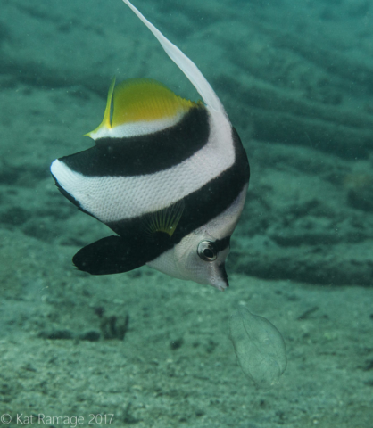 Bannerfish, jellyfish, Mucky Pirates Bay, Pemuteran, Bali, Indonesia, underwater photo