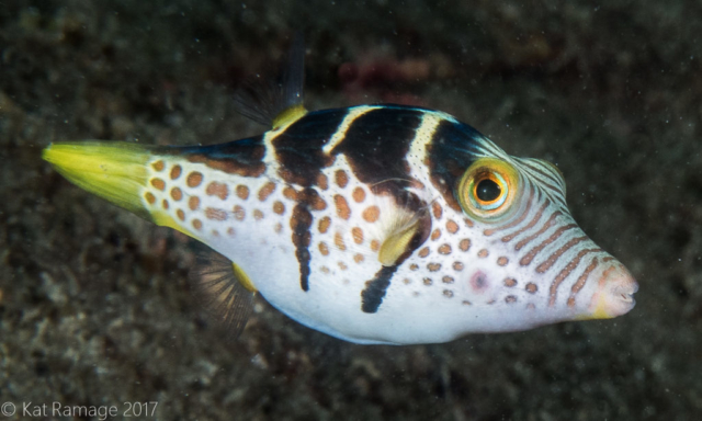 Black-saddled puffer, Mucky Pirates Bay, Pemuteran, Bali, Indonesia, underwater photo