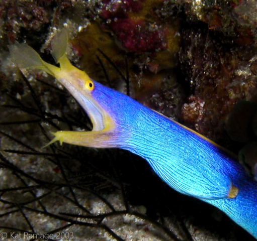 Blue Ribbon Eel, Komodo, Indonesia, Underwater Photo