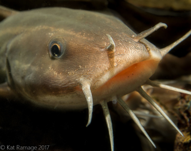 Saltwater catfish, Secret Bay, Gilimanuk, Bali, Indonesia, underwater photo