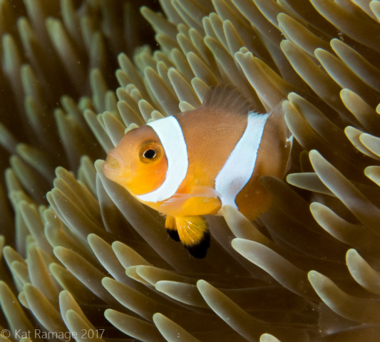 False clownfish, Mucky Pirates Bay, Pemuteran, Bali, Indonesia, underwater photo