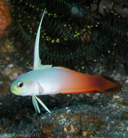 Fire goby, Komodo, Indonesia, Underwater photo