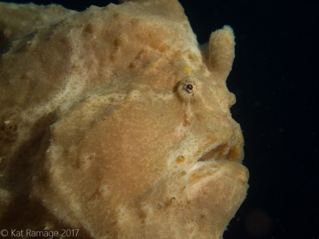 Giant frogfish, Eel Garden, Menjangan, Bali, Indonesia, Underwater photo