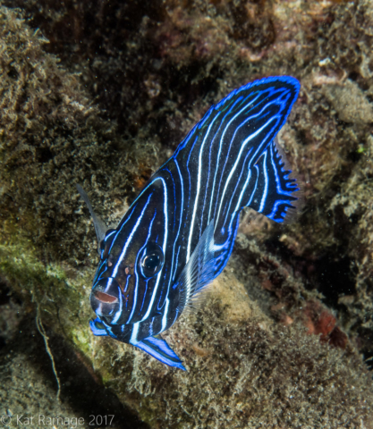 Juvenile semicircular angelfish, Mucky Pirates Bay, Pemuteran, Bali, Indonesia, underwater photo