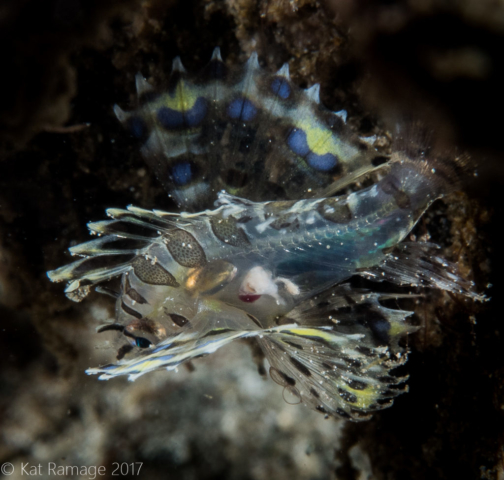 Mucky Pirates Bay, Pemuteran, Bali, Indonesia, juvenile lionfish