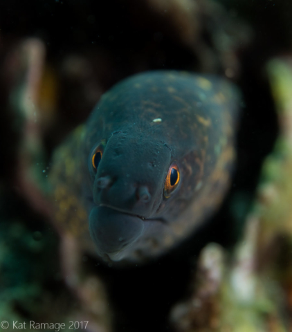 Moray eel, Mucky Pirates Bay, Pemuteran, Bali, Indonesia, underwater photo