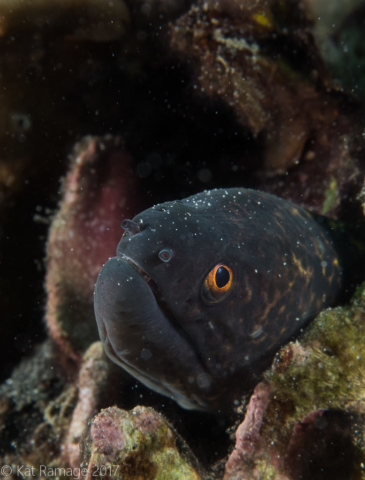 Mucky Pirates Bay, Pemuteran, Bali, Indonesia, moray eel, underwater photograph