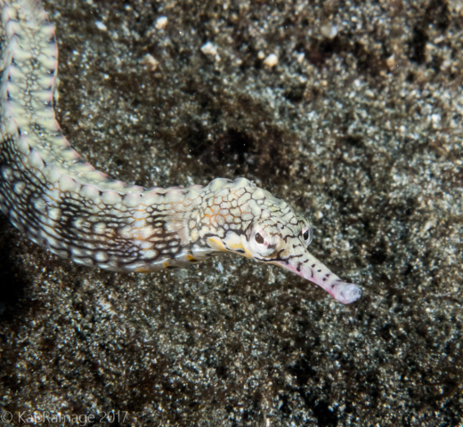 Mucky Pirates Bay, Pemuteran, Bali, Indonesia, pipefish, underwater photo