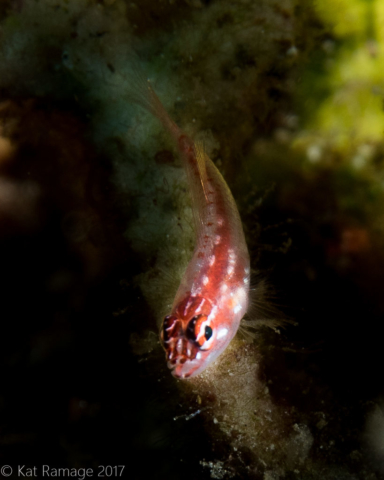 Blenny, Midway, Pemuteran, Bali, Indonesia, Underwater photo