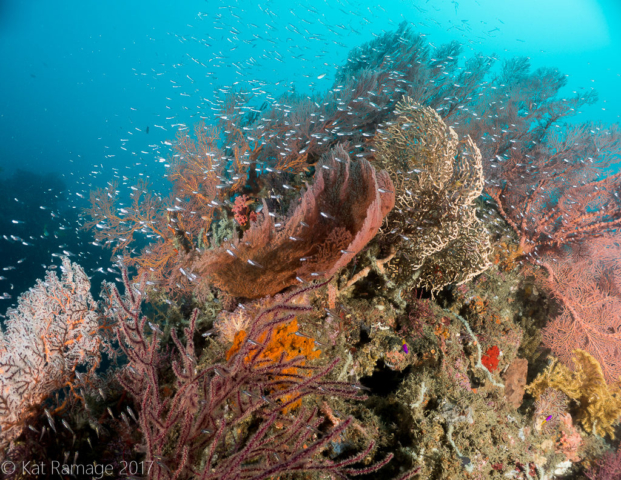 Temple Garden, Pemuteran, Bali, Indonesia, reef scene