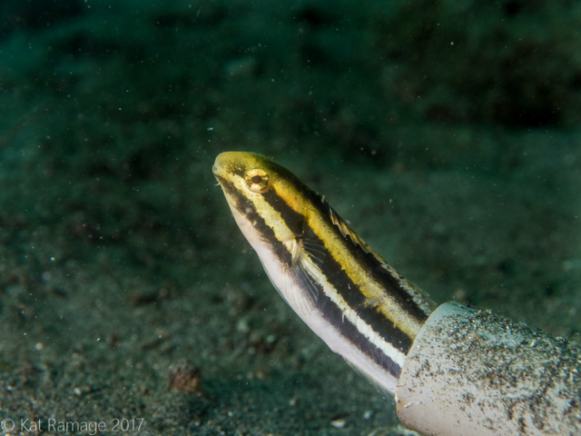 Mucky Pirates Bay, Pemuteran, Bali, Indonesia, underwater photograph, shorthead fangblenny