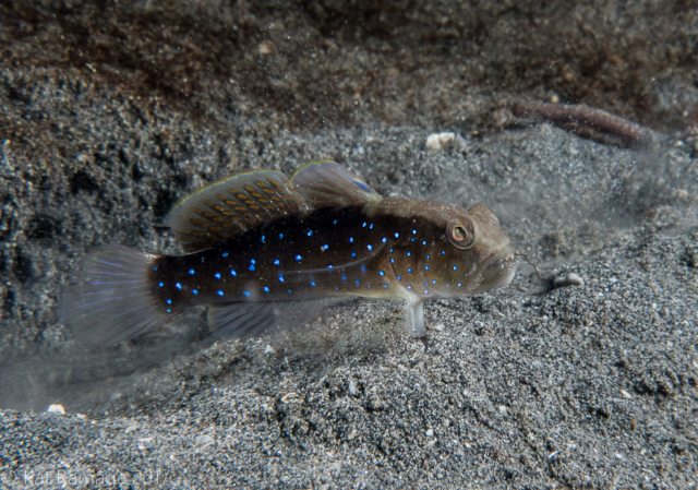 Sand shrimpgoby, Mucky Pirates Bay, Pemuteran, Bali, Indonesia