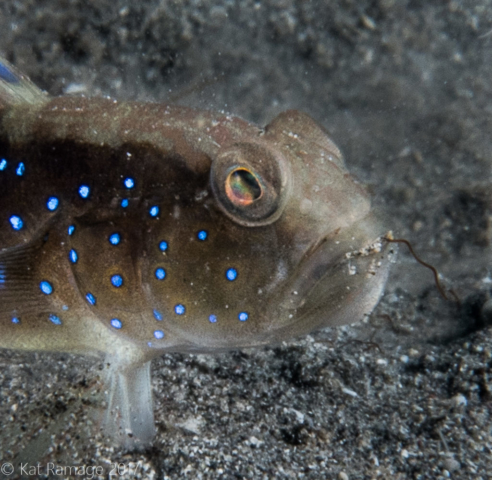 Sand shrimpgoby, Mucky Pirates Bay, Pemuteran, Bali, Indonesia