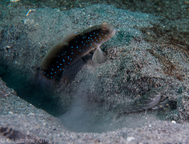 Sand shrimpgoby, Mucky Pirates Bay, Pemuteran, Bali, Indonesia, shrimp