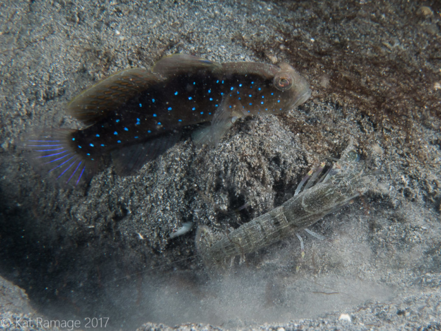 Sand shrimpgoby, Mucky Pirates Bay, Pemuteran, Bali, Indonesia, shrimp