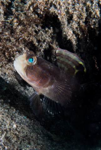 Mucky Pirates Bay, Pemuteran, Bali, Indonesia, underwater photograph