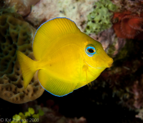 Juvenile blue tang, Grand Cayman, Cayman Islands, underwater photo