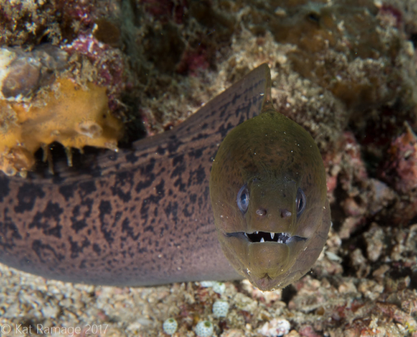 Giant moray, Close Encounters, Pemuteran, Bali, Indonesia, UW photos